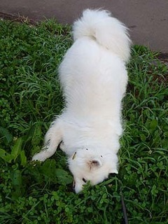 dote_i1908025.jpg
