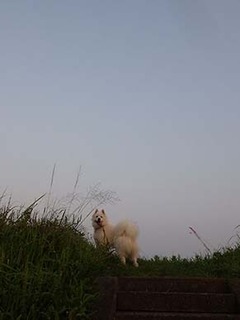dote_i1908032.jpg