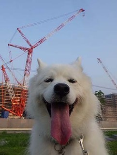 dote_i1908037.jpg