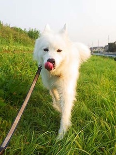 dote_i1908039.jpg