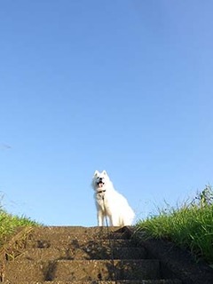 dote_i19080522.jpg