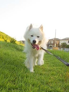 dote_i1908053.jpg
