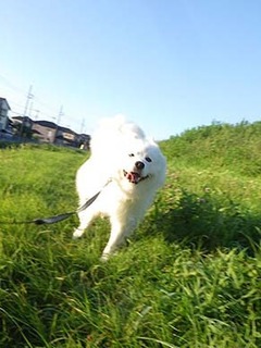 dote_i1908055.jpg