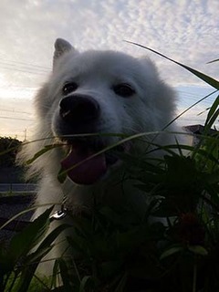 dote_i1908063.jpg