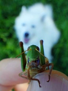 dote_i1908067.jpg