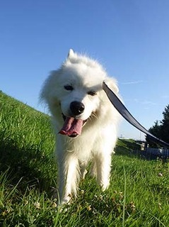 dote_i1908069.jpg