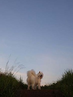 dote_i1908071.jpg