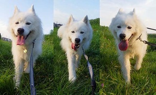 dote_i19080711.jpg