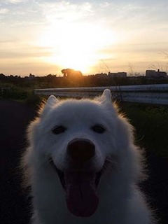 dote_i1908075.jpg