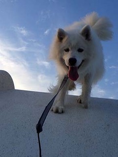 dote_i1908076.jpg