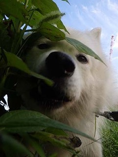 dote_i1908077.jpg