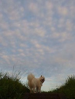 dote_i1908081.jpg
