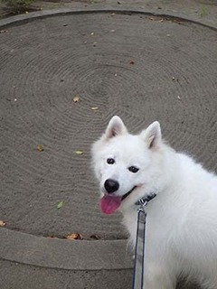 dote_i19080814.jpg