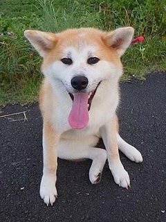 dote_i1908086.jpg