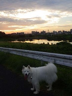 dote_i1908087.jpg