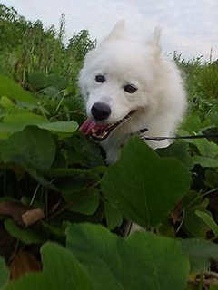 dote_i1908088.jpg