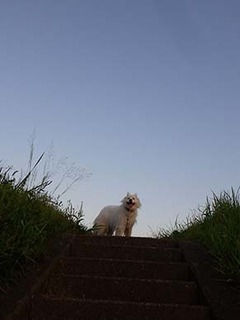 dote_i1908091.jpg