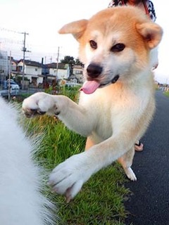 dote_i1908093.jpg