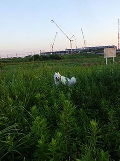 dote_i1908096.jpg