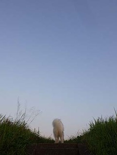 dote_i1908101.jpg
