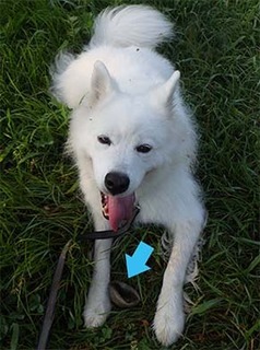 dote_i19081011.jpg