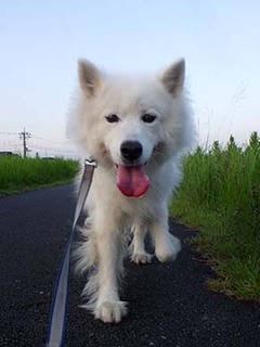 dote_i1908102.jpg