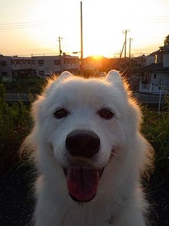 dote_i1908103.jpg