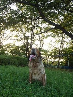dote_i1908106.jpg