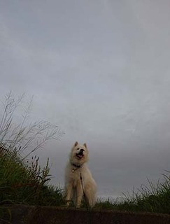 dote_i1908111.jpg