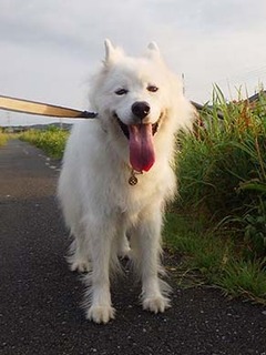 dote_i19081110.jpg