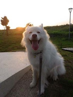 dote_i1908112.jpg