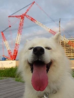 dote_i1908115.jpg