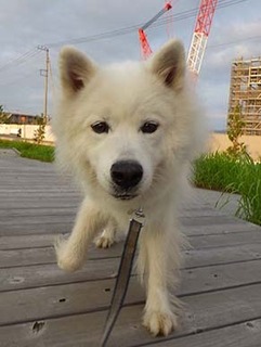 dote_i1908116.jpg