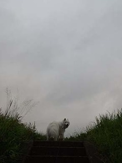 dote_i1908122.jpg