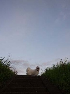 dote_i1908131.jpg