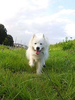 dote_i19081311.jpg