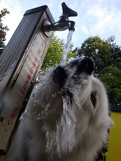 dote_i19081312.jpg