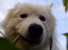 dote_i1908133.jpg
