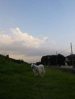 dote_i1908155.jpg
