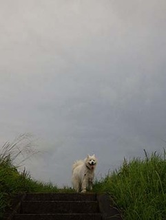 dote_i1908161.jpg