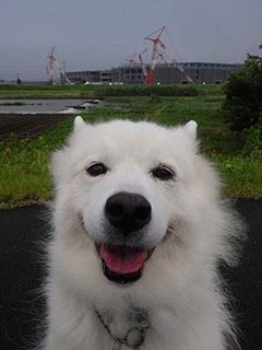 dote_i1908162.jpg