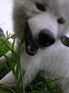 dote_i1908164.jpg