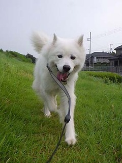 dote_i1908165.jpg