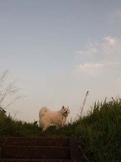 dote_i1908171.jpg