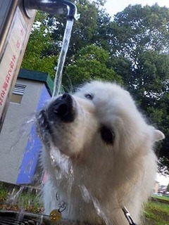 dote_i19081710.jpg