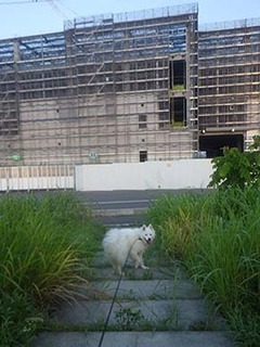 dote_i1908178.jpg