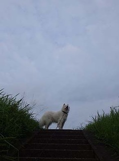 dote_i1908181.jpg