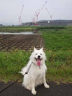 dote_i1908182.jpg