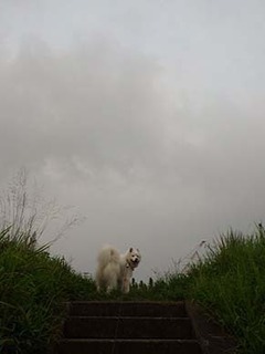 dote_i1908192.jpg