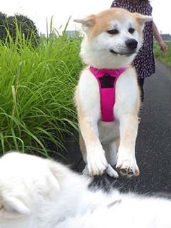 dote_i1908197.jpg